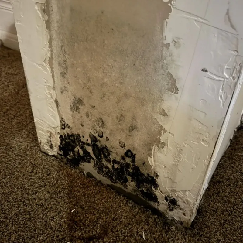 Professional Mold Removal in Ashland, VA